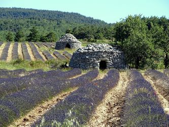 Lavandes, ça sent bon la Provence et la liberté de marcher, CB